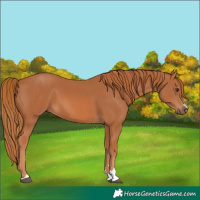 Horse Color:Chestnut 