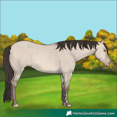 Horse Color:Sable Champagne Dun 