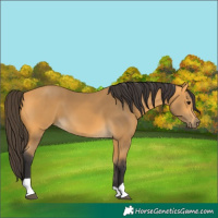 Horse Color:Buckskin
