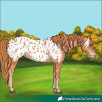 Horse Color:Chestnut Appaloosa 