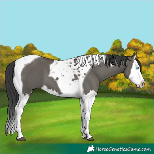 Horse Color:Grullo Splash Tobiano
