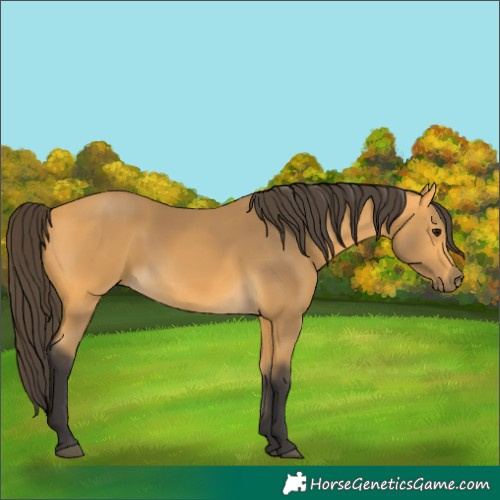 Horse Color:Buckskin 