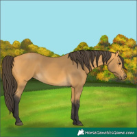 Horse Color:Buckskin