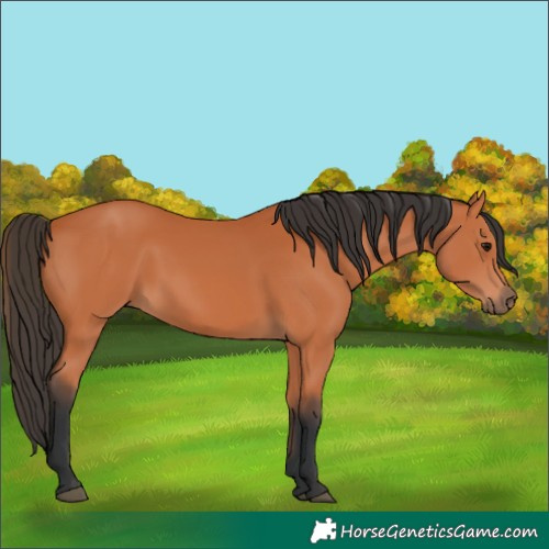 Horse Color:Bay 