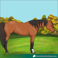 Horse Color:Bay 