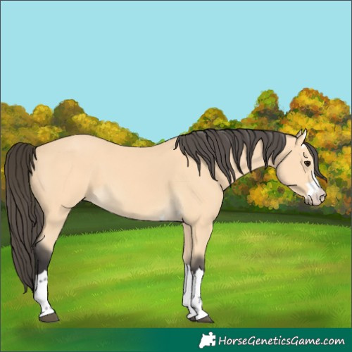 Horse Color:Buckskin
