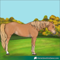 Horse Color:Chestnut Rabicano