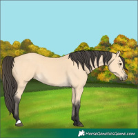 Horse Color:Buckskin 