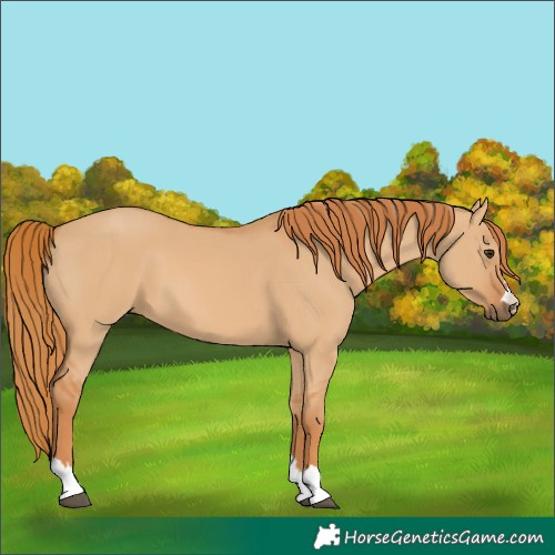 Horse Color:Red Dun