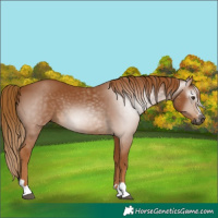 Horse Color:Gray Chestnut