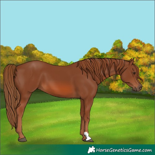 Horse Color:Chestnut 