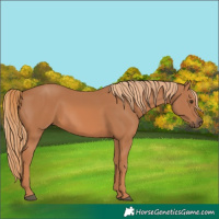 Horse Color:Chestnut 