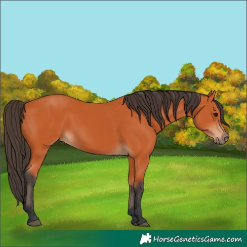 Horse Color:Bay 