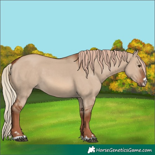 Horse Color:Red Dun 