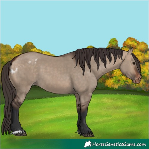Horse Color:Bay Dun Skewed Appaloosa 