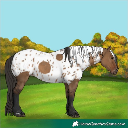 Horse Color:Gray Liver Red Dun Skewed Appaloosa Rabicano 
