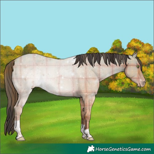 Horse Color:Plaid Amber Champagne Dun Tobiano