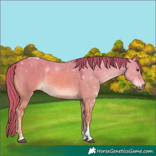 Horse Color:Watercolor Red Dun Tobiano 
