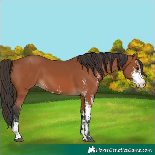 Horse Color:Bay Sabino Skewed Appaloosa 