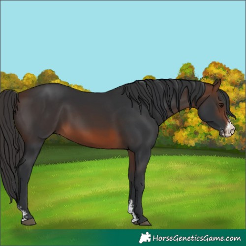 Horse Color:Brown Sabino