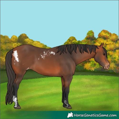Horse Color:Bay Sabino Skewed Appaloosa 