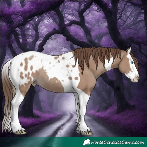 Horse Color:Classic Champagne Splash Tobiano Appaloosa Rabicano 