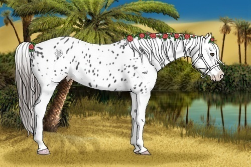 Horse Color:Black Appaloosa  Brindle