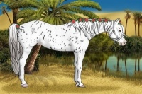 Horse Color:Black Appaloosa  Brindle