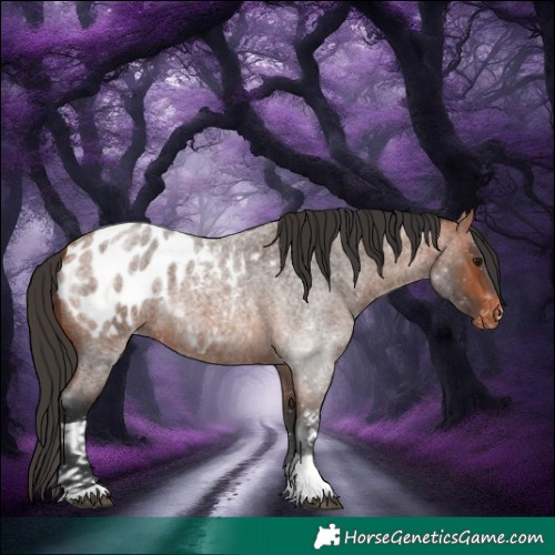 Horse Color:White Spotted Bay Roan Appaloosa