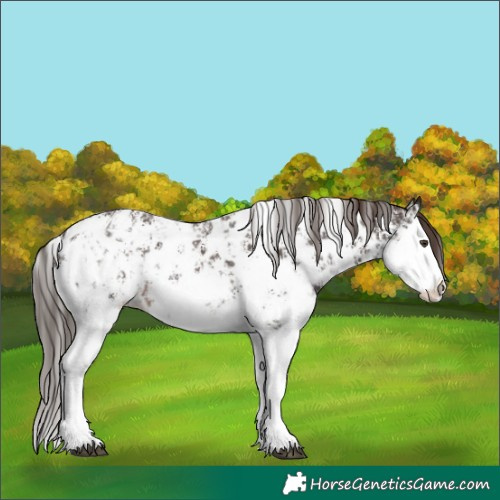 Horse Color:Liver Chestnut Sabino Splash Appaloosa  and Liver Chestnut Sabino Splash Appaloosa 