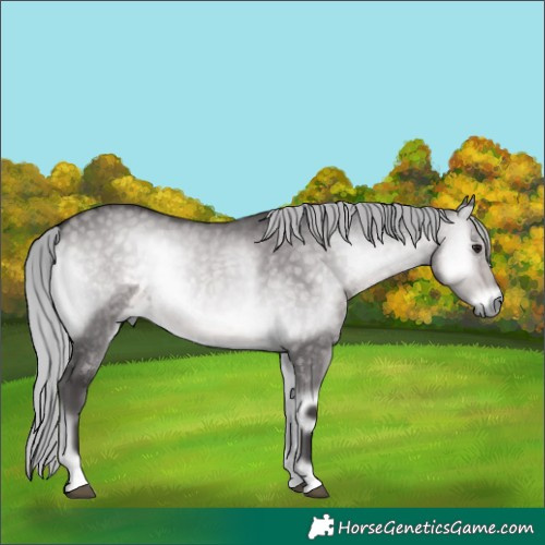 Horse Color:Platinum Silver Buckskin Onyx 