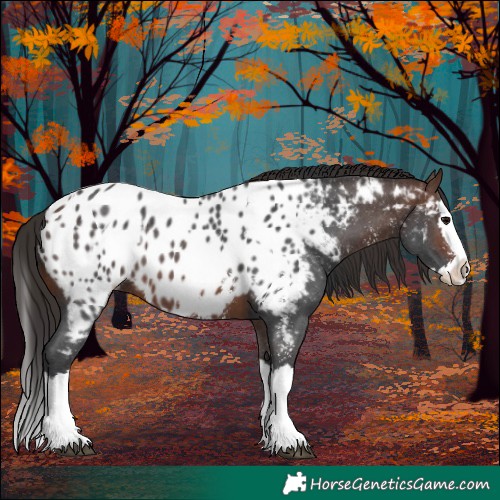 Horse Color:Brown Sabino Splash Appaloosa  and Brown Sabino Splash Appaloosa 