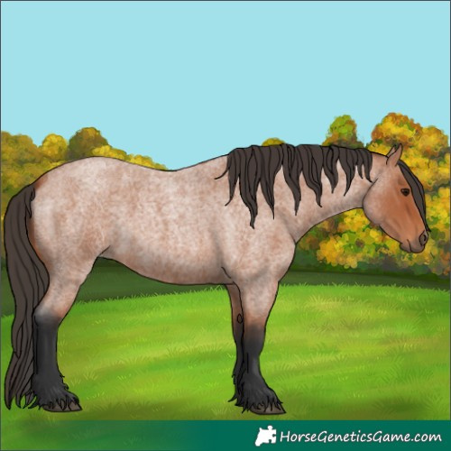 Horse Color:Bay Roan