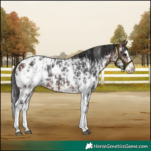 Horse Color:Brown Sabino Splash Blanket and Bay Sabino Splash Blanket