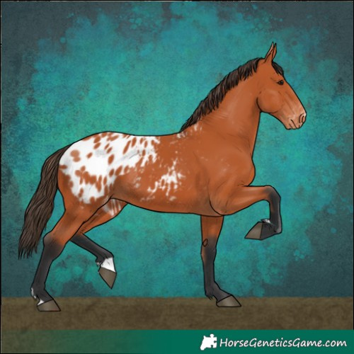 Horse Color:Bay Appaloosa 