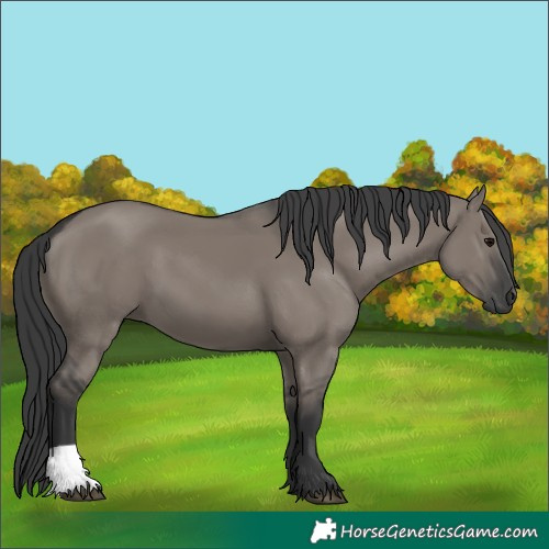 Horse Color:Grullo 