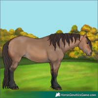 Horse Color:Bay Dun