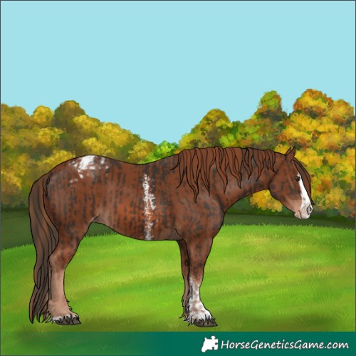 Horse Color:Liver Chestnut Sabino Splash Appaloosa and Chestnut Sabino Splash Appaloosa