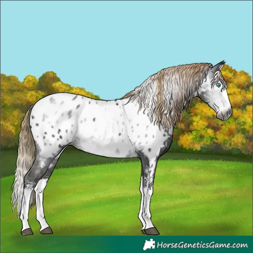 Horse Color:Gray Liver Chestnut Sabino Splash Appaloosa  and Gray Liver Chestnut Sabino Splash Appaloosa 