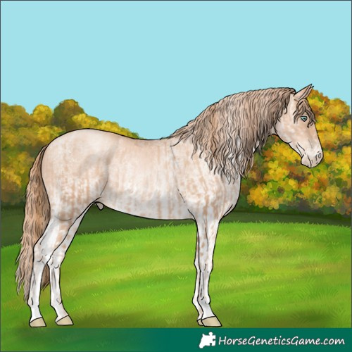Horse Color:Gold Champagne Pearl Rabicano  and White Spotted Gold Champagne Pearl Rabicano 