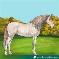 Horse Color:Gold Champagne Pearl Rabicano  and White Spotted Gold Champagne Pearl Rabicano 