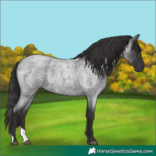 Horse Color:Smoky Blue Roan