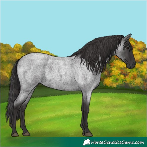 Horse Color:Smoky Blue Roan
