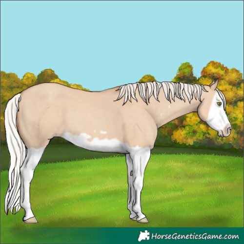 Horse Color:Silver Classic Champagne Dun Splash Frame