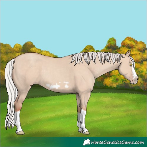 Horse Color:Silver Classic Champagne Dun Splash Frame