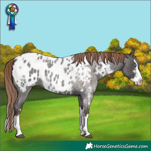 Horse Color:Liver Red Roan Sabino Splash Appaloosa  and Liver Red Roan Sabino Splash Appaloosa 