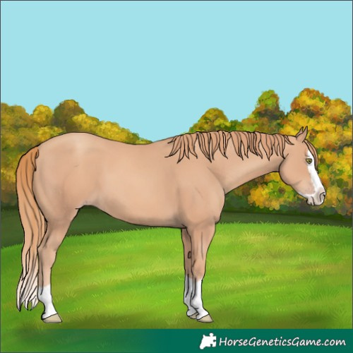 Horse Color:Gold Champagne Splash 