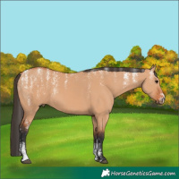 Horse Color:Powder White Bay Dun 
