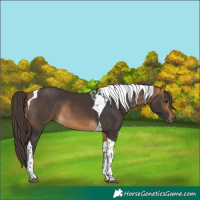 Horse Color:Buckskin Tobiano