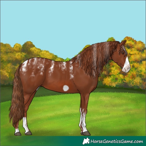 Horse Color:Powder White Chestnut Frame